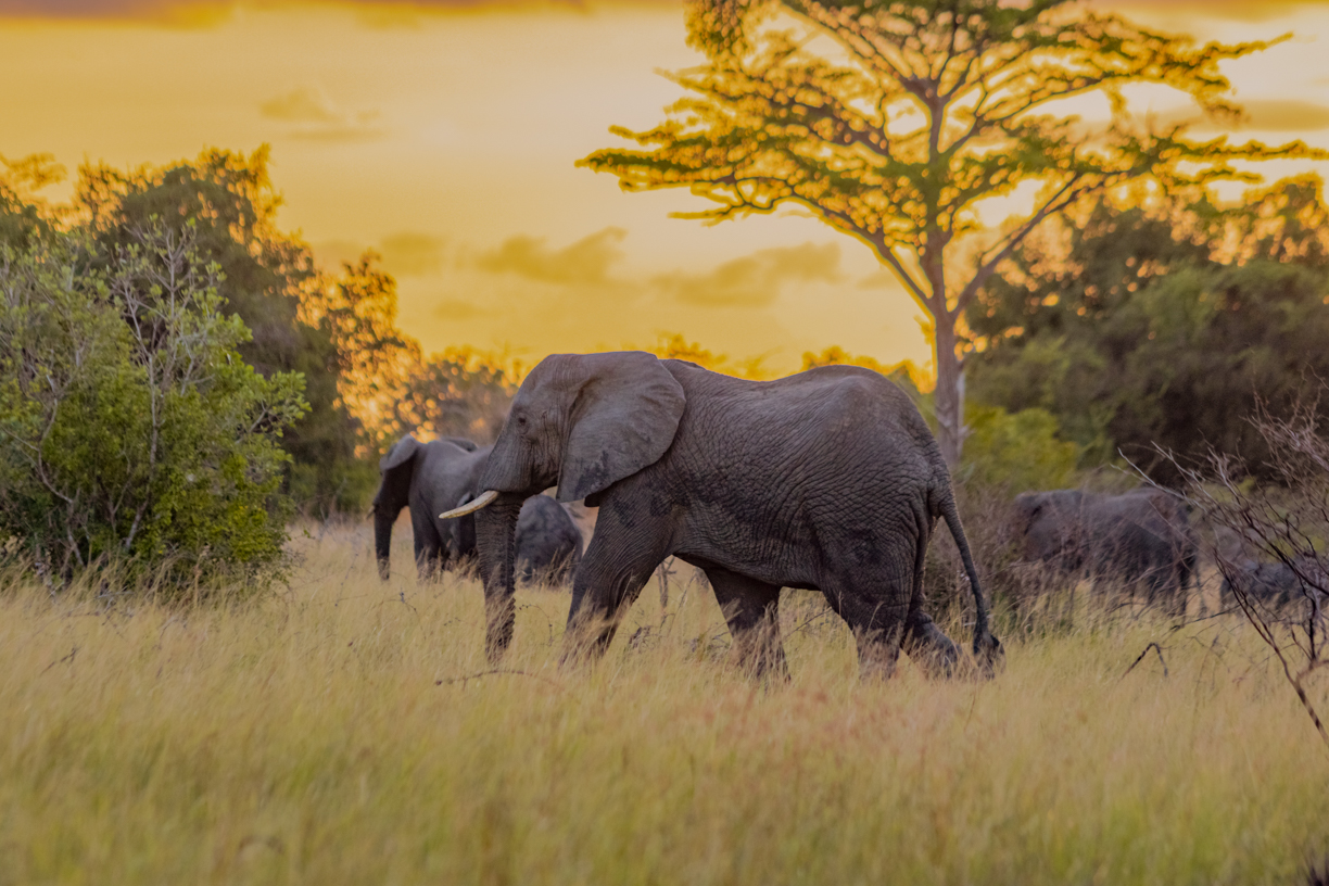 Elephant_-_Saadani_National_Park_4